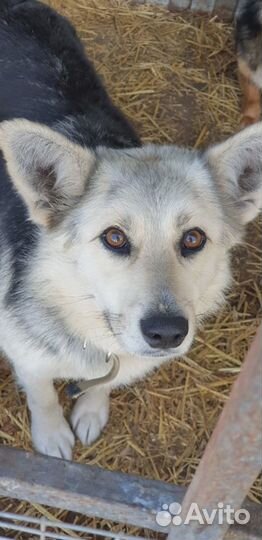 Собака в добрые руки отдам бесплатно