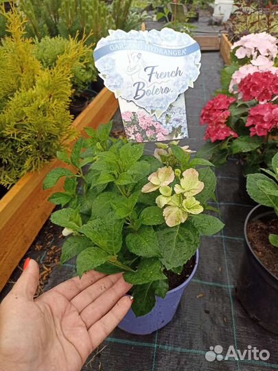 Гортензия Френч Болеро