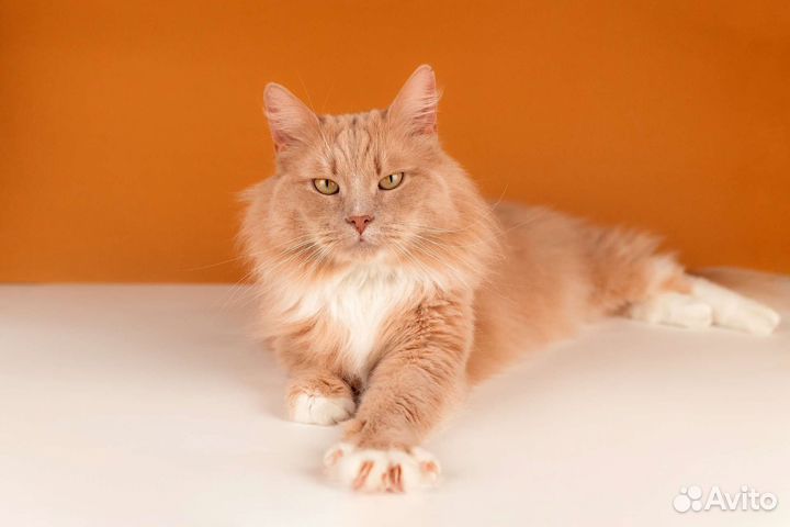 Рыжий шикарный кот Кузя ищет семью