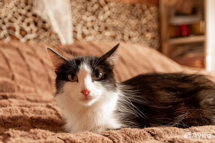 Кошка молодая в добрые руки