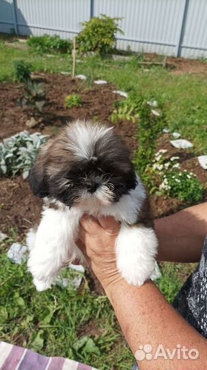Ши-тцу щенки