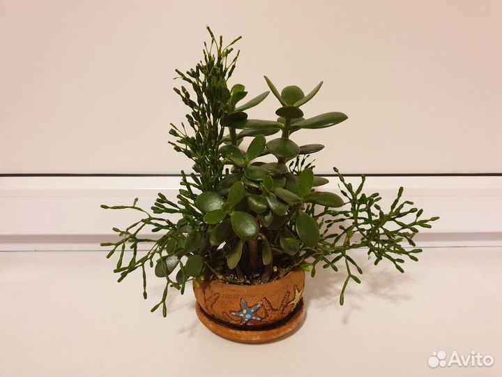 Толстянка крассула + рипсалис