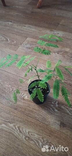 Акация ленкоранская