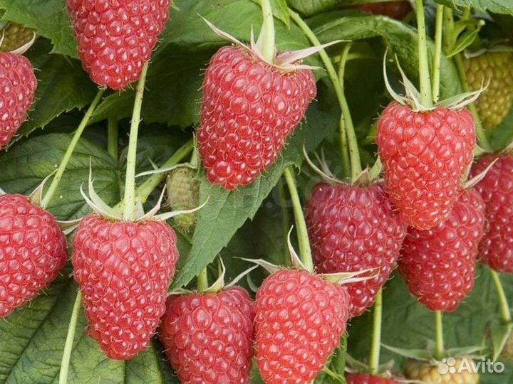 Саженцы малины