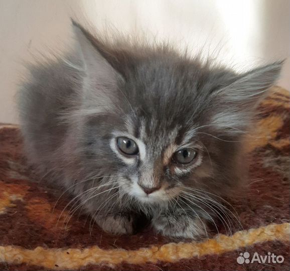 Котёнок девочка