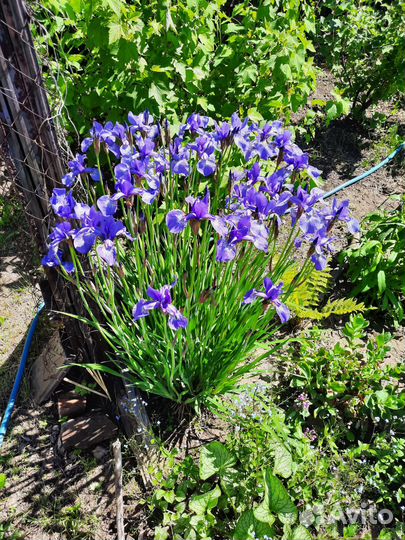 Цветы многолетники