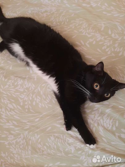 Передержка животных На связи 24/7(не гостиница)