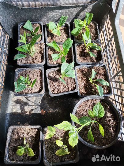 Гортензия метельчатая ванила фрайз