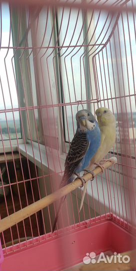 Попугайчики