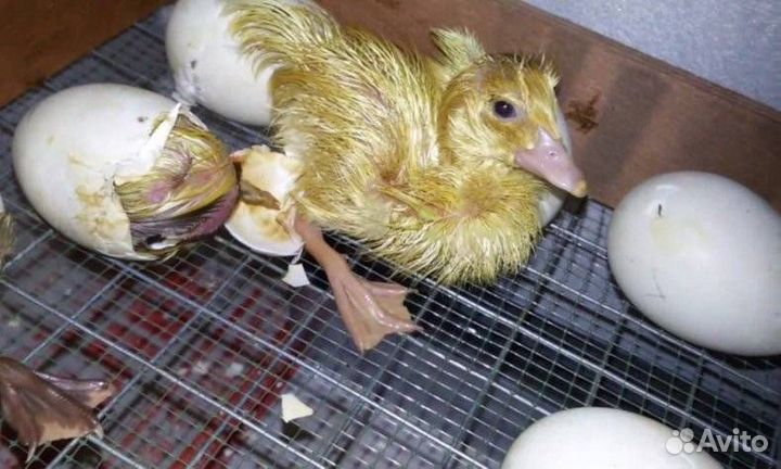 Инкубационное яйцо индоутки, куриное