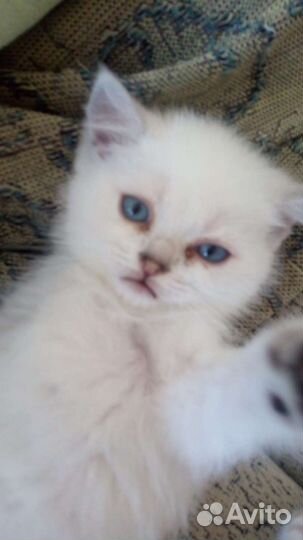 Шотландская