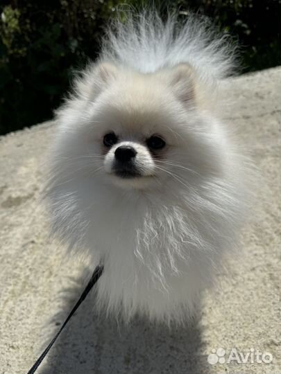 Померанский шпиц вязка кобель