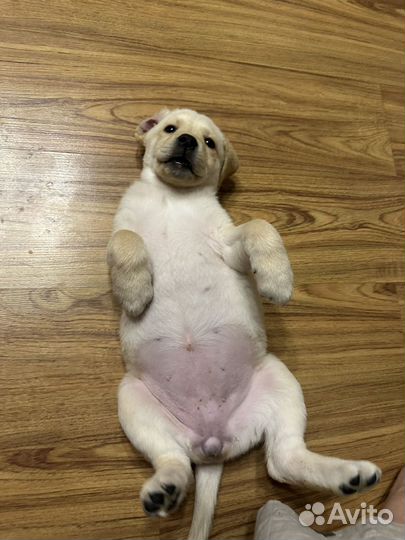 Щенок лабрадора