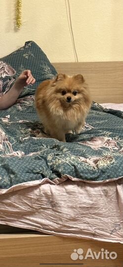 Кобель для вязки шпиц