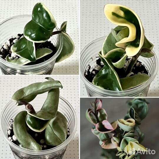Хойя/хойи укоренённые