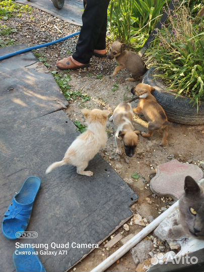 Щенята в добрые руки