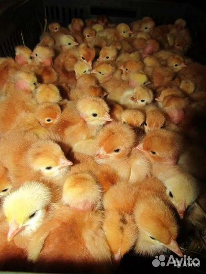 Рэд-бро, французская голошейная сут. цыплята