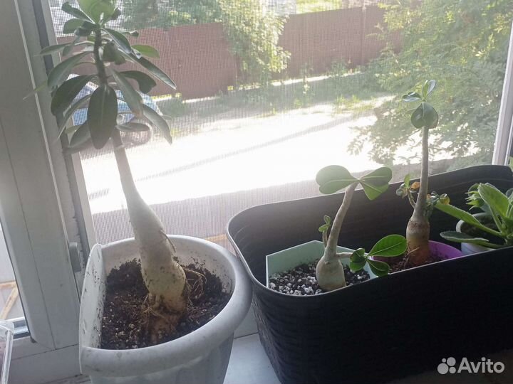 Адениум арабикум микс