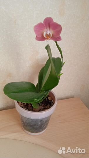 Орхидея фаленопсис