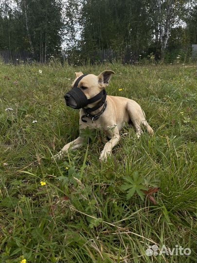 Пёс в добрые руки