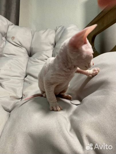 Котята сфинкс браш