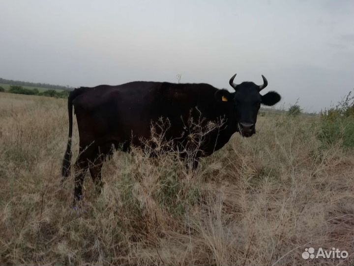 Коровы и бычки