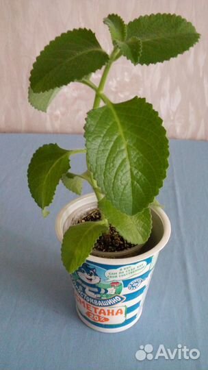 Плектрантус ароматный