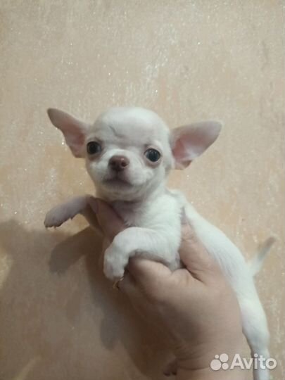 Щенки чихуахуа
