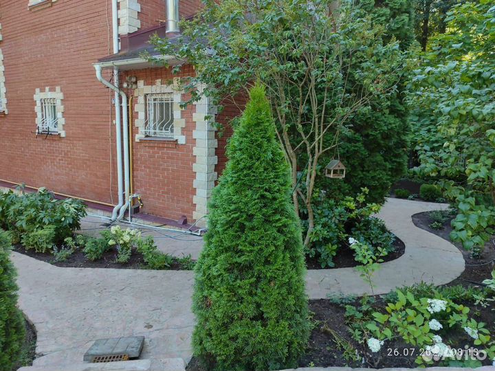 Сосновая кора