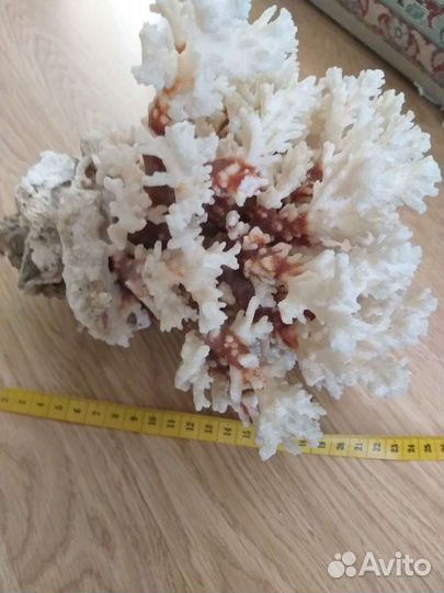 Кораллы и ракушки