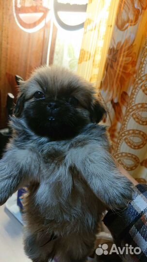 Щенки пекинеса