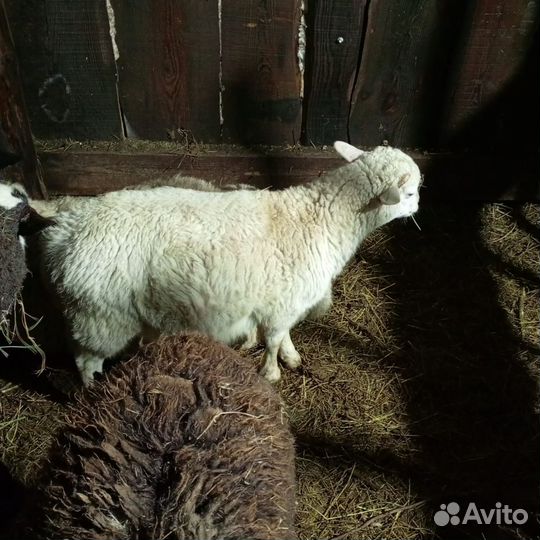 Ярки бараны дорпер