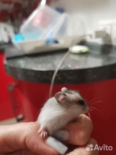 Джунгарские хомячки бесплатно