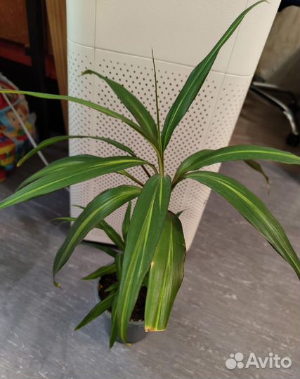 Кордилина киви