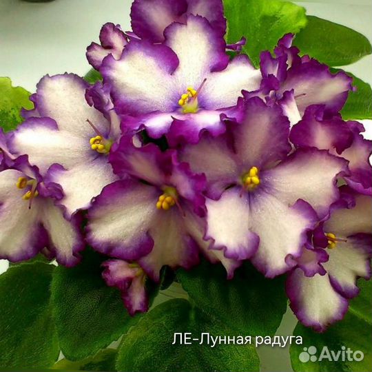 Фиалка (детки)