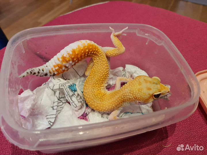 Эублефар геккон