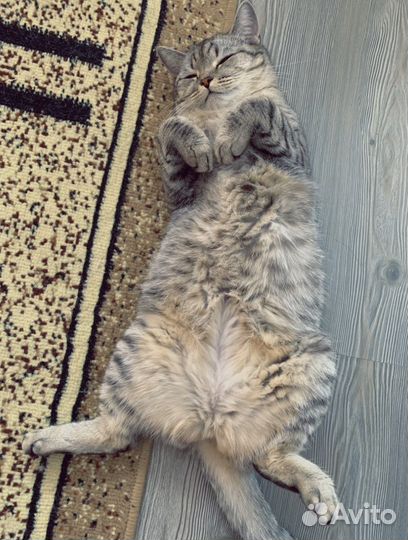 Британская