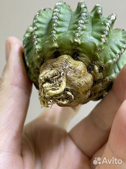 Discocactus horstii