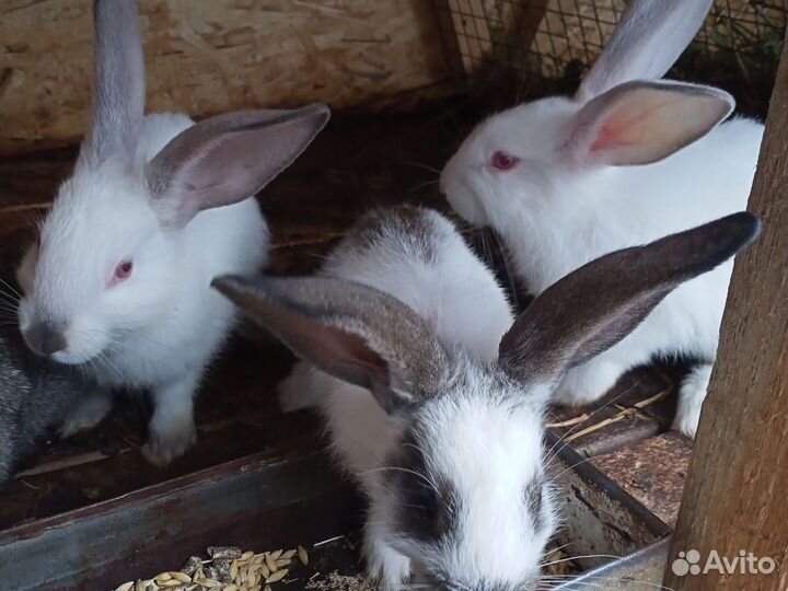 Кролики 1,5 месяца