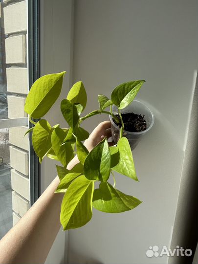 Сциндапсус неон