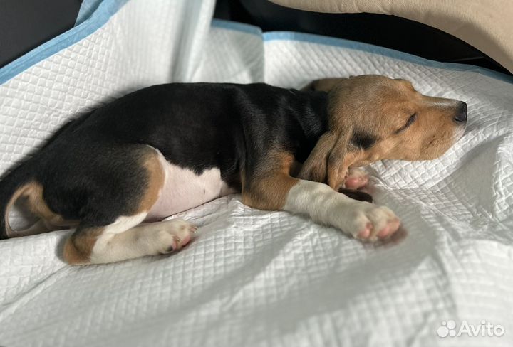 Щенок бигль