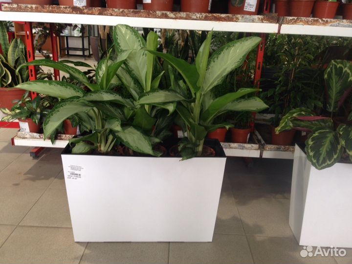 Растения для офиса