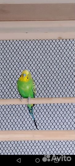 Волнистые попугайчики подростки