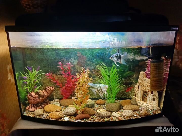 Аквариум со всем содержимым
