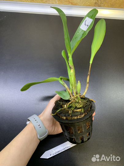 Орхидея Rth. Chomyong Fairy