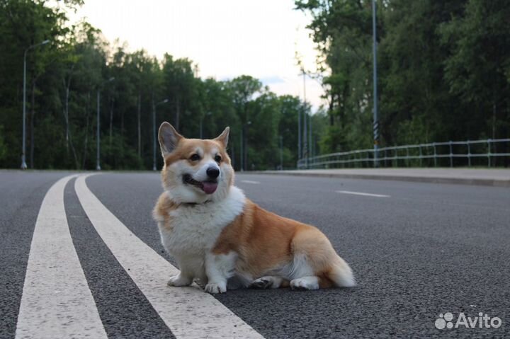Вельш-корги пемброк вязка