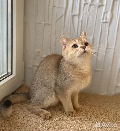 Котик в добрые руки