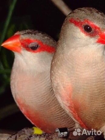 Форбес, гульды, японские, астрильды