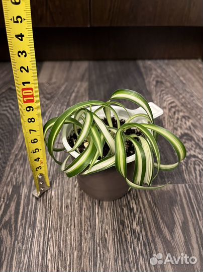 Неприхотливые комнатные растения