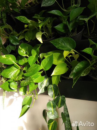 Сциндапсус эпипремнум лианы